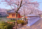3/28 石灯篭が立ち並ぶ参道を彩る“桜”の花々...と、・・・!!!