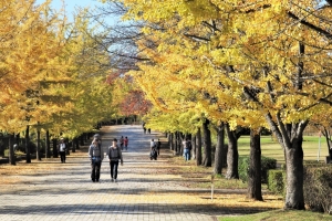 黄葉が始まったイチョウ並木が素晴らしい「スカイロード」を歩く観光客。落ち葉の絨毯が敷き詰められるには、少し早かった？