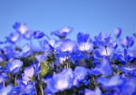 5/2 青い空に向かって可憐に咲く“ネモフィラ”の花たち...を、マクロで撮ってみました・・・!!!