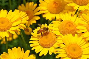 ダイヤーズカモマイルとミツバチ