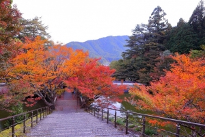 11/13 階段の上〜参道を彩る“紅葉”の美しさ...と、・・・!!!