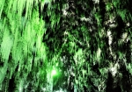松の木を凍らせ、緑色でライトアップされた「苔の洞門」。幻想的な雰囲気を醸し出していました。