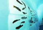 支笏湖に生息するマスなどを展示した「氷族館（ひょうぞくかん）」。サケ科の魚が展示されており、コノ魚もサケ科なのか？と新たな発見があるかも