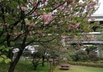 中庭の八重桜は一本が頑張ってる