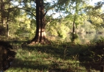 メタセコイアの樹。日本離れした景観美。