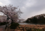 池の周りを歩きながら観桜
