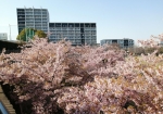 卒業シーズンの桜は河津桜