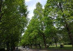 桜が終わると公園内が一気に緑色になる
