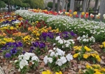 春の花壇はチューリップやスノーフレークやパンジーで彩り豊か