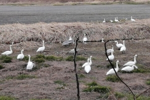 白鳥のコロニーがたくさんある。カラスがすごく威嚇している