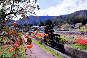 9/21 色づいた柿が実る遊歩道から…日本の原風景を想いおこす里山の秋景色を・・・!!!