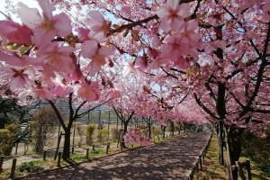 桜並木が名物。展望の丘の周囲に続く