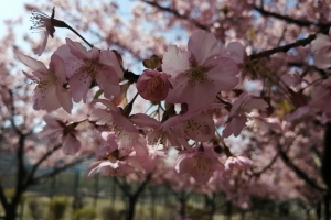 河津桜満開。週末は花見に多くの人が来るだろう