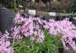今流行のピンク彼岸花が駐車場に植栽されている。農家の畑などでフィーバーしてる品種だ。
