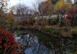 晩秋から冬に移行しつつある池。梅園は開花期まで閉鎖。