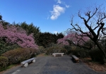 安行桜の大木が椿園のところにある