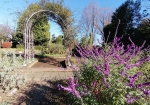 庭園。サルビア系のセージの紫色の花。最近の流行。