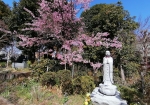 墓地の中の桜も満開だった