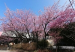 安行桜が中心に咲いている