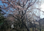 安行桜の並木。弁財天様に通じる。