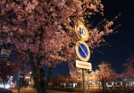 芝川公園の夜桜