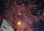 ピンクが生える安行桜