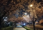 照明がたくさん。夜桜の通り抜けが美しい