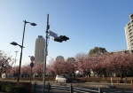 高層ビルと安行桜が映える