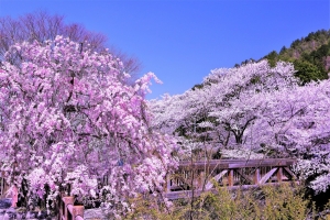 4/10 春の陽射しに照り映える“枝垂れ桜”と、春景色に趣を添える『ふれあい橋』と・・・!!!