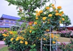 5/16 パイプ支柱に寄り添う色鮮やかな黄色い“バラの花”...と、