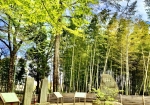 裏の記念碑で竹林が綺麗でした